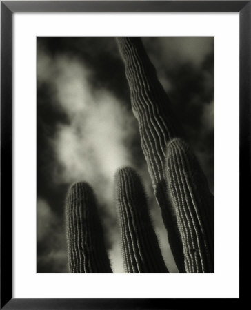 Saguaro Cactus, Kofa Nwa, Az by David Wasserman Pricing Limited Edition Print image
