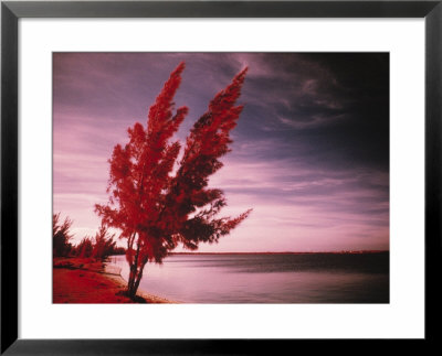Dry Beach, Araruama, Lake Region by Silvestre Machado Pricing Limited Edition Print image