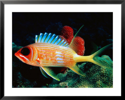 Squirrel Fish, Florida by Larry Lipsky Pricing Limited Edition Print image