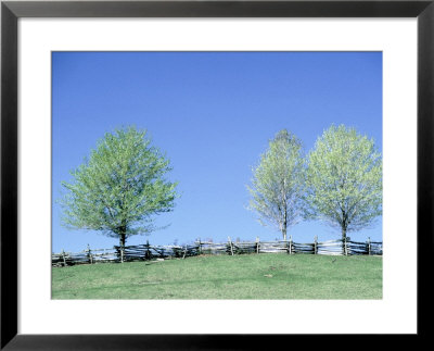 Spring Maple Trees Near Fence, Va, 1 Of 4 by Everett Johnson Pricing Limited Edition Print image