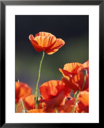 Common Poppy, Red Petals Backlit In Early Morning Light, Scotland by Mark Hamblin Pricing Limited Edition Print image