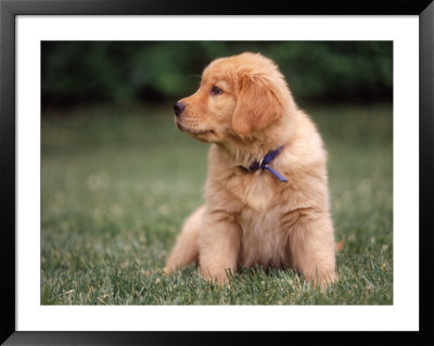 Six-Week-Old Yellow Labrador Puppy by Pam Ostrow Pricing Limited Edition Print image