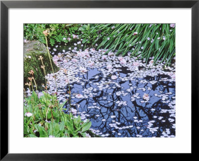 Small Pond Covered In Cherry Blossom (Prunus), Forde Abbey, Dorset by Mark Bolton Pricing Limited Edition Print image