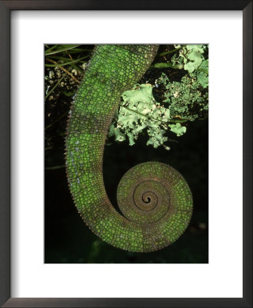 Panther Chameleon, Patterns, Madagascar by Brian Kenney Pricing Limited Edition Print image