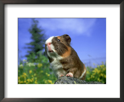 Smooth Coat Guinea Pig by Alan And Sandy Carey Pricing Limited Edition Print image