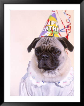 Fawn Pug Wearing Birthday Party Hat by Charles Cangialosi Pricing Limited Edition Print image