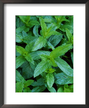 Curly Mint by Mark Bolton Pricing Limited Edition Print image