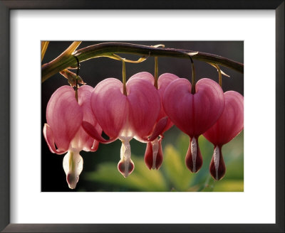 Bleeding Hearts (Dicentra Spectabilis) by Rudi Von Briel Pricing Limited Edition Print image