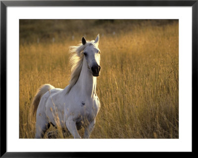 Horse Galloping, Half Moon Bay, California by Jerry Koontz Pricing Limited Edition Print image