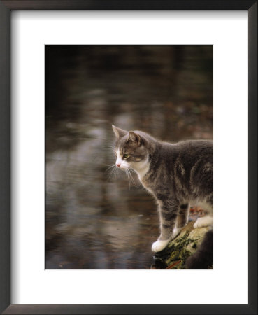 Cat On Rock by Pam Ostrow Pricing Limited Edition Print image