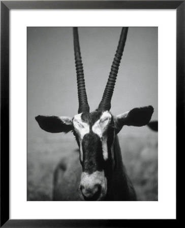 Gazelle by Henry Horenstein Pricing Limited Edition Print image
