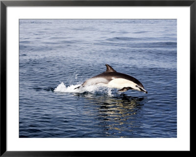 Common Long-Beaked Dolphin, San Diego, Usa by Richard Herrmann Pricing Limited Edition Print image