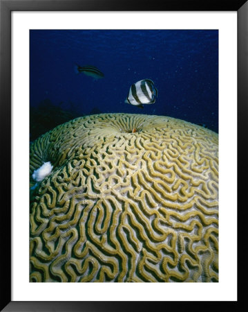 Banded Butterfly Fish & Brain Coral by Ernest Manewal Pricing Limited Edition Print image