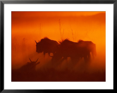 Wildebeests Silhouetted In The Dust At Twilight by Beverly Joubert Pricing Limited Edition Print image