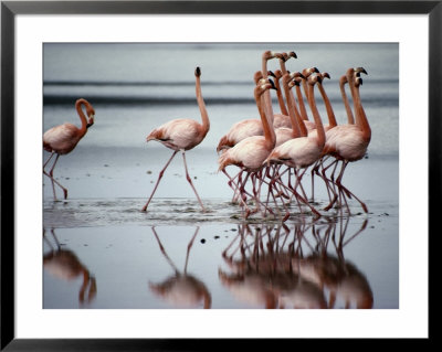 Flamingos by Sam Abell Pricing Limited Edition Print image