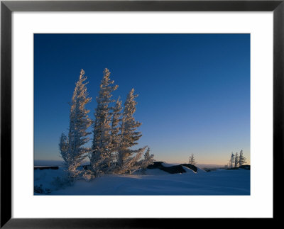Spruce Trees (Picea Species) Are Covered In Hoarfrost Along The Hudson Bay Coast by Norbert Rosing Pricing Limited Edition Print image