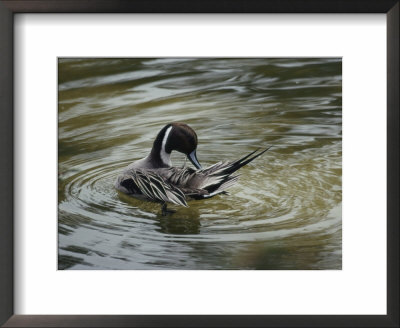 A Northern Pintail Grooms Its Feathers While Floating In The Water by Bates Littlehales Pricing Limited Edition Print image