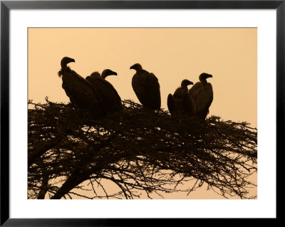 Silhouetted Vultures In An Acacia Tree At Sunset by Roy Toft Pricing Limited Edition Print image