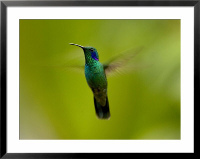 Green Violet-Ear Hummingbird (Colibri Thalassinus) In Flight In Mountainous Region Of Costa Rica by Roy Toft Pricing Limited Edition Print image