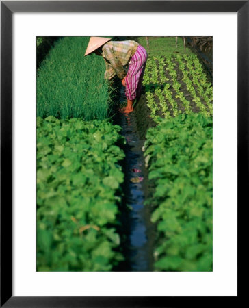 Woman Tending Market Garden, Nha Trang, Khanh Hoa, Vietnam by John Banagan Pricing Limited Edition Print image