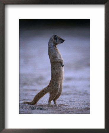 Yellow Mongoose, Or Meerkat Standing On Its Hind Legs, Kgalagadi Transfrontier Park, South Africa by Ariadne Van Zandbergen Pricing Limited Edition Print image