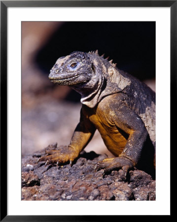 Galapagos Land Iguana (Conolophus Subcristatus), South Plaza Island, Ecuador by Richard I'anson Pricing Limited Edition Print image