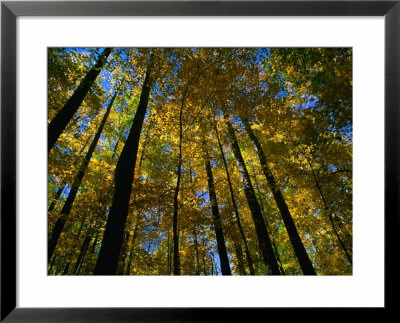 Looking Up Through Autumn Trees, Great Smoky Mountains National Park, Usa by Charles Cook Pricing Limited Edition Print image