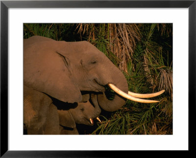 Elephant (Loxodonta Africana) And Baby Eating, Amboseli National Park, Kenya by Ariadne Van Zandbergen Pricing Limited Edition Print image