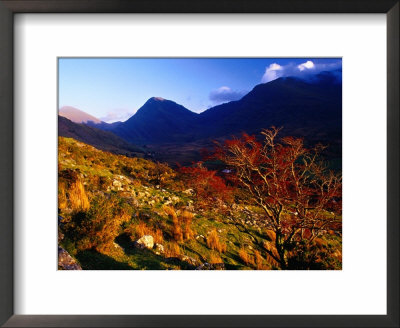 Rowan Trees At Macgillcuddy's Reeks, Ireland by Gareth Mccormack Pricing Limited Edition Print image