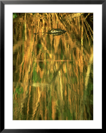 American Alligator, Everglades National Park, Florida by Stan Osolinski Pricing Limited Edition Print image