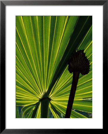 Tropical Foliage Of Everglades National Park, Florida, Usa by Jerry Ginsberg Pricing Limited Edition Print image