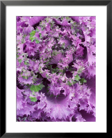 Ornamental Cabbage Or Kale, Brassica Oleracea by Geoff Kidd Pricing Limited Edition Print image