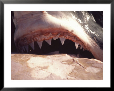 Great White Shark, Feeds On Whale Carcass At Seal Island, South Africa, Atlantic Ocean by Chris And Monique Fallows Pricing Limited Edition Print image