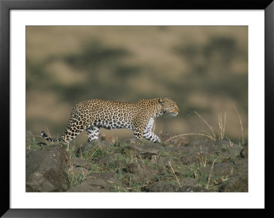 A Leopard Walks Along A Rocky Ledge In Masai Mara National Reserve by Roy Toft Pricing Limited Edition Print image