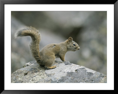 A Red Squirrel Sitting On A Lichen-Covered Rock by Tom Murphy Pricing Limited Edition Print image