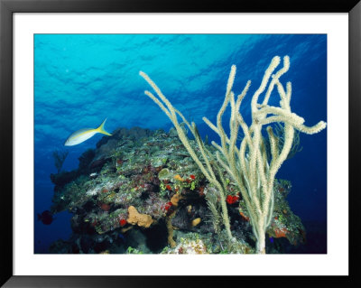 Underwater Scene With Coral And Fish, Tortola Island, Virgin Islands by Joe Stancampiano Pricing Limited Edition Print image