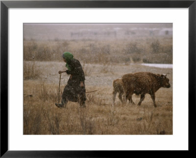 Mongolian Woman Checks On The Cattle by Gordon Wiltsie Pricing Limited Edition Print image