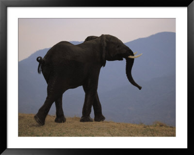 Side View Of African Elephant At Twilight by Beverly Joubert Pricing Limited Edition Print image