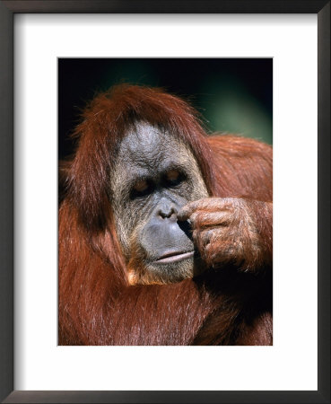 Orangutan, Borneo by Stuart Westmoreland Pricing Limited Edition Print image