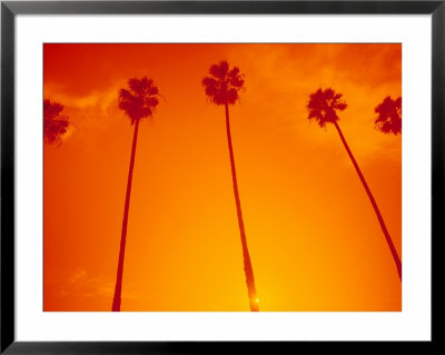 Row Of Palm Trees, Santa Monica, Ca by Gary Conner Pricing Limited Edition Print image