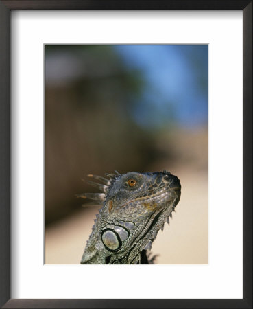 Green Iguana, Iguana Iguana, Honduras by Stuart Westmoreland Pricing Limited Edition Print image