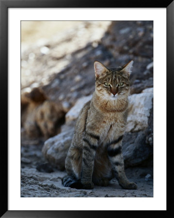 African Wildcat by Nicole Duplaix Pricing Limited Edition Print image