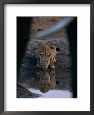 A Lioness Drinks From A Pool Of Water by Beverly Joubert Pricing Limited Edition Print image