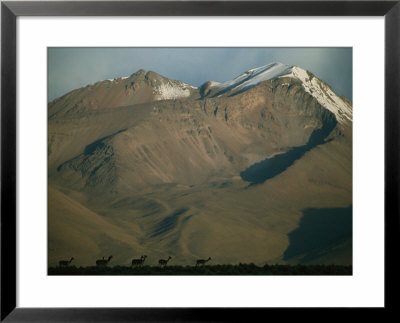 A Herd Of Llamas Silhouetted Against The Towering Andes Mountains by Joel Sartore Pricing Limited Edition Print image