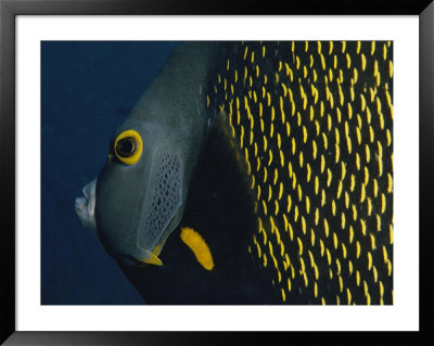 A Close View Of A French Angelfish by Bill Curtsinger Pricing Limited Edition Print image