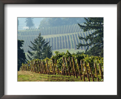 Rows Of Grapevines Among Forest Trees Of Domain Drouhin Vineyard In Red Hills, Dundee, Oregon, Usa by Janis Miglavs Pricing Limited Edition Print image