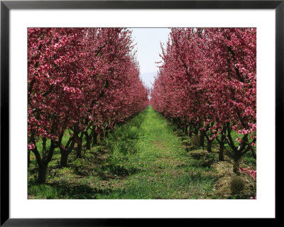 Orchard Of Blooming Fruit Trees by Marc Moritsch Pricing Limited Edition Print image