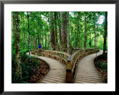 Boardwalk Around Four Sisters Kauri Trees, Waipoua Kauri Forest, New Zealand by Anders Blomqvist Pricing Limited Edition Print image