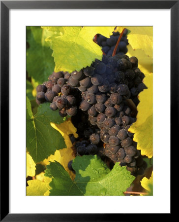 Pinot Noir Grapes Ready To Be Harvested In The Fall, Sherwood, Oregon, Usa by Janis Miglavs Pricing Limited Edition Print image