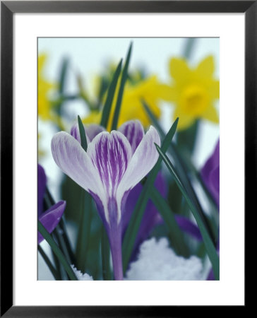 Crocus In Snow, Sammamish, Washington, Usa by Darrell Gulin Pricing Limited Edition Print image